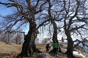 90 I Tre faggi... secolari monumentali  sculture lignee dalla terra al cielo !